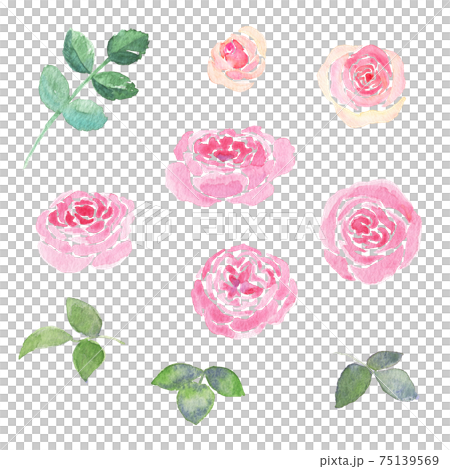 <Watercolor> Hand-drawn illustrations of beautiful gorgeous roses, Mary Rose and Pierre de Ronsard 75139569