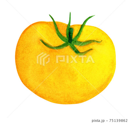 Yellow ripe tomato watercolor illustration 75139862