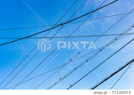 Birds sitting on overhead lines, Japan. 75140053