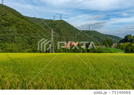 Rice field in summer, under blue cloudy sky, Shirayama, Japan. 75140068