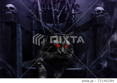 Close-up photo of evil cat with glowing eyes on witch throne made of branches. Close-up photo of evil cat with glowing eyes on witch throne made of branches. 75140284