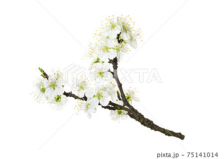 Mirabelle plum (Prunus domestica syriaca) isolated on white background. Flower of the economic tree 75141014