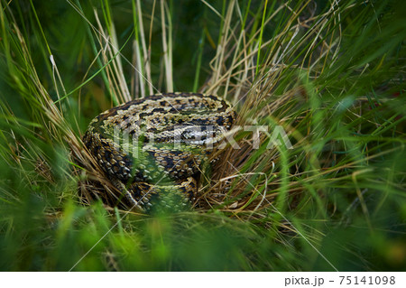 Macro shot of viper hidden in grass. Vipera ursinii rakosiensis small viper living in meadows. An animal in a natural environment. 75141098