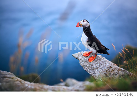 Beautifull portrait of Atlantic Puffin or Common Puffin. Bird in natural habitat on the island Runde, Norway. Wildlife scene. Beautifull portrait of Atlantic Puffin or Common Puffin. Bird in natural habitat on the island Runde, Norway. Wildlife scene. 75141146