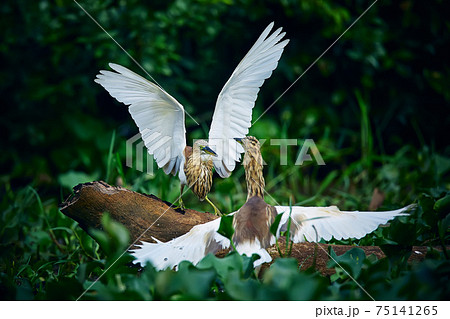 Duel of two Indian pond herons (Ardeola grayii) from Kumana national Park, Sri lanka. Action scene from nature.Birds in a natural environment. 75141265