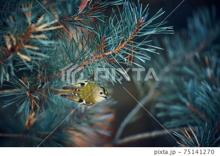 Europe's smallest bird goldcrest (Regulus regulus) on the branch of Scots pine (Pinus sylvestris). A 5 gram-weighing bird that is one of the smallest birds. Wildlife scene from Czech Republic Europe's smallest bird goldcrest (Regulus regulus) on the branch of Scots pine (Pinus sylvestris). A 5 gram-weighing bird that is one of the smallest birds. Wildlife scene from Czech Republic 75141270