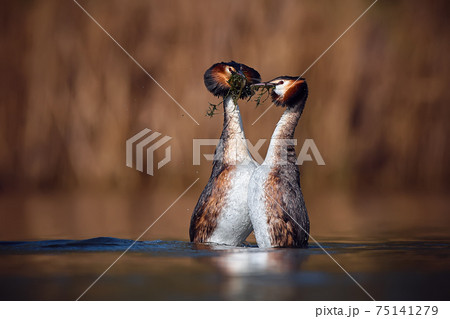 Wedding dance of Great Crested Grebe - Podiceps cristatus. Spring photo of water birds. Wildlife scene from Czech Republic. Animals in natural environment. 75141279