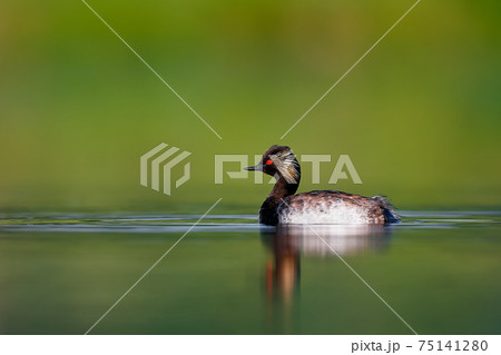 Black-necked grebe or eared grebe (Podiceps nigricollis) bird with red eye, reflecting on the water surface. Animal in natural environment. Wild scene from the Czech Republic. 75141280