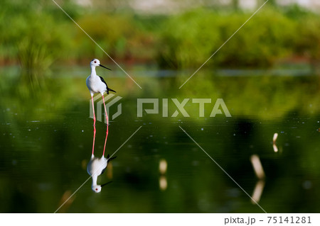 Beautiful shot of Black-winged Stilt (Himanthopus himantophus). Bird with long red legs. Wildlife scene from Czech nature. 75141281