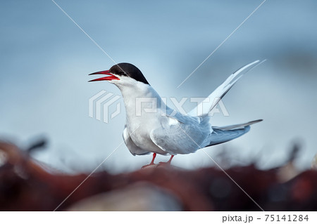 Elegant Arctic tern (Sterna paradisaea) sitting on the coast of Varanger fjord. Bird in natural habitat. 75141284
