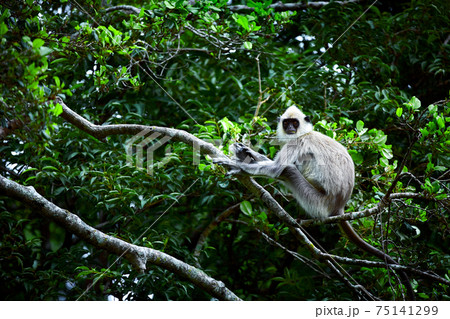 Wild monkey in Udawalawe National Park. Gray langurs, sacred langurs, Indian langurs or Hanuman langurs are a group of Old World monkeys native to the Indian subcontinent, monkey sitting on tree, Sri 75141299