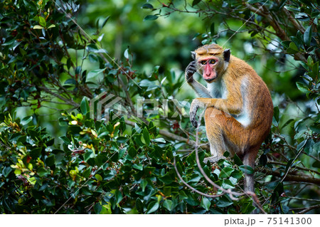 Old monkey sitting on a tree. Toque macaque (Macaca sinica) in Wilpattu. Wildlife scene from Sri Lanka. 75141300