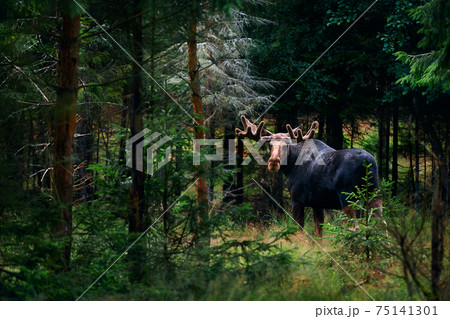 Big male Bull moose (Alces alces) in deep forest of Sweden. Big animal in the forest. Elk symbol of Sweden 75141301