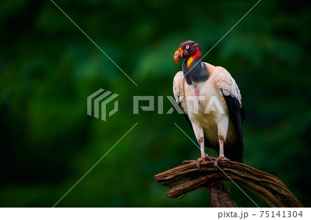 The king vulture (Sarcoramphus papa) is a large bird found in Central and South America. Wildlife scene from tropic nature of Costa Rica. 75141304