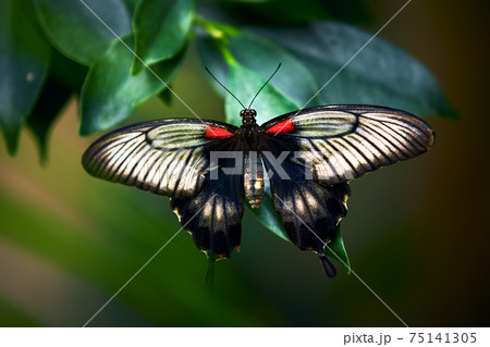 Beautiful butterfly sitting on the green a leaf. Rumanzovia Swallowtail, Papilio Rumanzovia (female) Scarlet Mormon portrait. Wildlife in India nature.le) Scarlet Mormon portrait. Wildlife in India 75141305