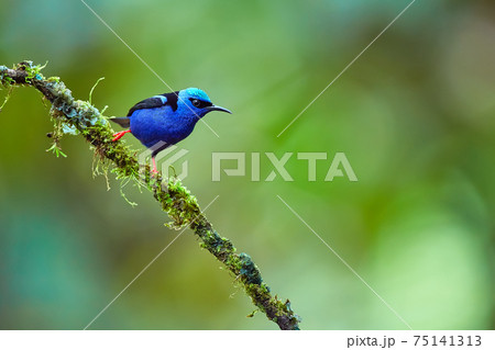 Beautiful shot of a blue little bird from the forest environment. The red-legged honeycreeper (Cyanerpes cyaneus) is a small songbird species in the tanager family.Wild scene from Costa Rica. 75141313