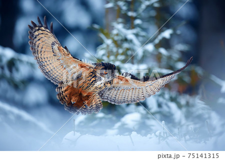 Eagle owl - Bubo bubo,  landing on snowy branch in forest. Action winter scene from nature.One of the biggest owls in the dark forest. 75141315