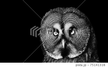Dramatic photo of a big owl. Great Grey Owl (Strix nebulosa) portrait on the black background. 75141316