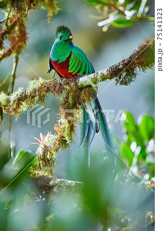 The most beautiful bird of Central America. Resplendent quetzal (Pharomachrus mocinno) Sitting ma branches covered with moss. Beautiful green quetzal with red belly. The most beautiful bird of Central America. Resplendent quetzal (Pharomachrus mocinno) Sitting ma branches covered with moss. Beautiful green quetzal with red belly. 75141323