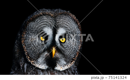 Dramatic photo of a big owl. Great Grey Owl (Strix nebulosa) portrait on the black background. 75141324