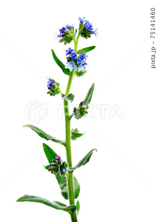 Anchusa officinalis, commonly known as the common bugloss or alkanet, is a plant species in the genus Anchusa. High resolution photo of herbs on a white background. Anchusa officinalis, commonly known as the common bugloss or alkanet, is a plant species in the genus Anchusa. High resolution photo of herbs on a white background. 75141460