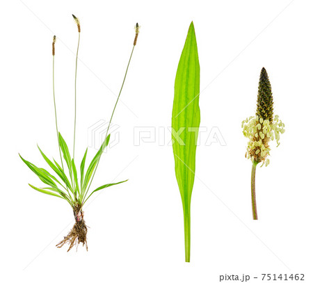 Tuft ribwort (Plantago lanceolata) on white background. Herb used in alternative medicine. 75141462