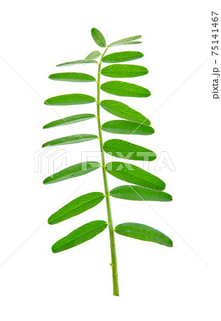 Onobrychis viciifolia, also known as O. sativa or common sainfoin. Close-up of a leaf on a white background 75141467