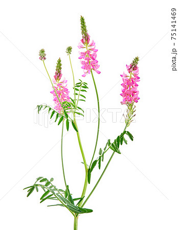 Onobrychis viciifolia, also known as Onobrychis sativa or common sainfoin. Agricultural plant on a white background 75141469