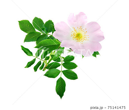 Rosehip flower isolated on white background. Rosa canina, commonly known as the dog rose. Rosehip flower isolated on white background. Rosa canina, commonly known as the dog rose. 75141475