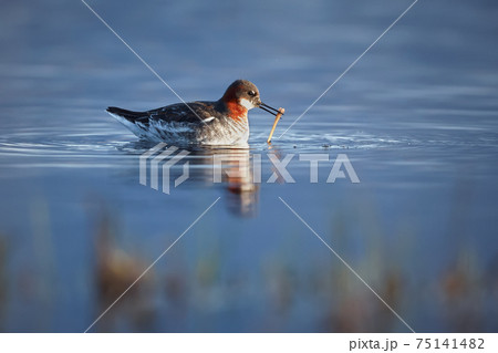 Red-necked phalarope (Phalaropus lobatus) on a lake in northern Norway, Varangerfjord.  A picture of a bird living beyond the Arctic Circle 75141482