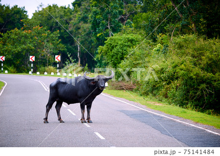 A very dangerous animal standing in the middle of the road. Danger to the driver, collision with an animal. The water buffalo (Bubalus bubalis) crosses the road, Sri Lanka A very dangerous animal standing in the middle of the road. Danger to the driver, collision with an animal. The water buffalo (Bubalus bubalis) crosses the road, Sri Lanka 75141484