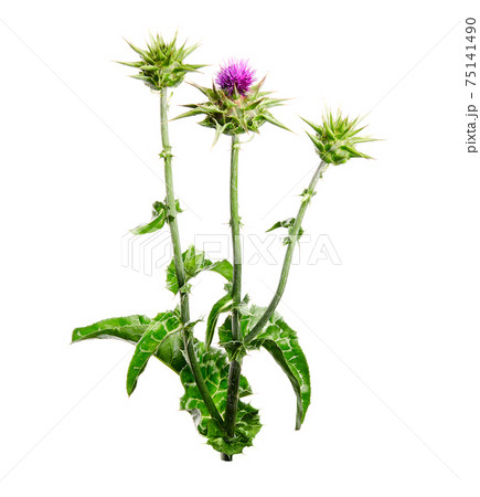 Medical plants: Milk thistle (Silybum marianum) flower isolated on white background. Silybum marianum or cardus marianus, milk thistle, blessed milk thistle, Marian Thistle, Mary Thistle, Saint Mary's 75141490