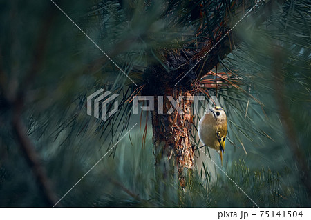 The smallest European bird Goldcrest (Regulus regulus) which lives in deep forests. European smallest songbird in the nature habitat. Beautiful bird in nature habitat. The smallest European bird Goldcrest (Regulus regulus) which lives in deep forests. European smallest songbird in the nature habitat. Beautiful bird in nature habitat. 75141504