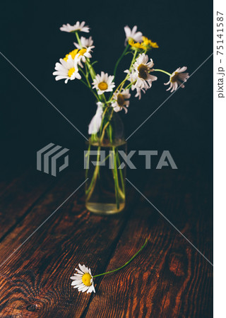 Small bouquet of wild chamomile flowers 75141587