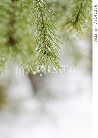 pine branches with drops of spring rain pine branches with drops of spring rain 75142256