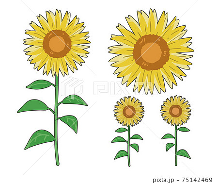 ひまわりのイラスト素材