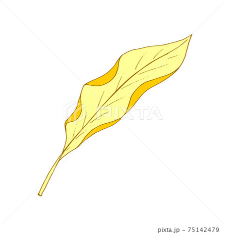 Autumn leaf fly in the wind. Tree leaf. Vector 75142479