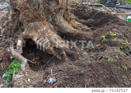 The roots of a large stump dug up for uprooting in the garden 75142537