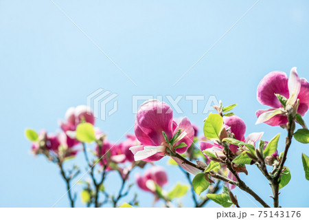 Pink Magnolia Tree with Blooming Flowers 75143176