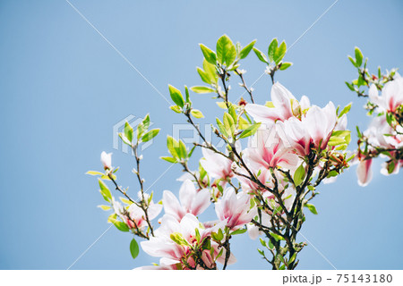 Pink Magnolia Tree with Blooming Flowers 75143180
