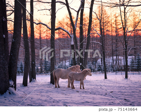 道産子の親子 道産子の親子 75143664