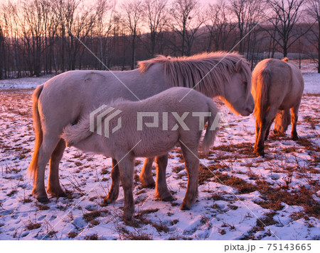 道産子の親子 道産子の親子 75143665