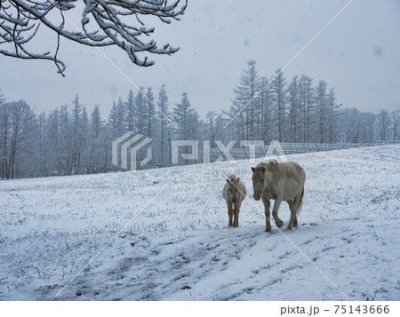 道産子の親子 道産子の親子 75143666