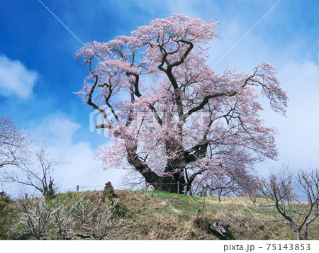 一本桜 - 塩ノ崎の大桜（2020年） 75143853