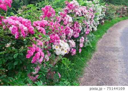 ピンク色のバラの生け垣 75144109