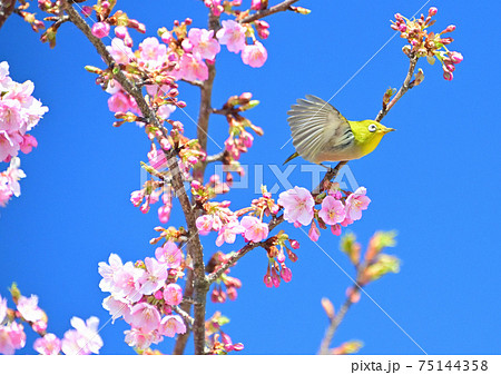 河津桜とメジロ 河津桜とメジロ 75144358