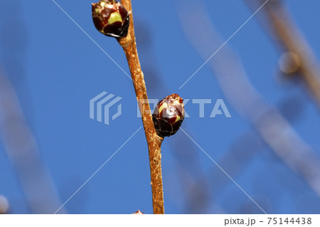 フサザクラの蕾 75144438