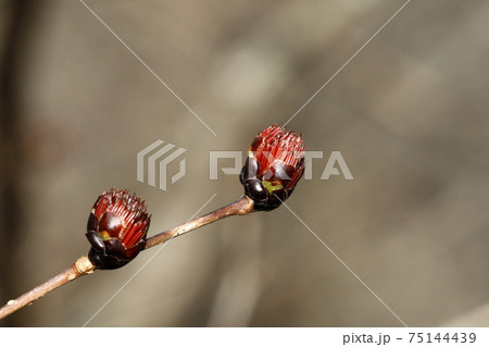 フサザクラの蕾 75144439