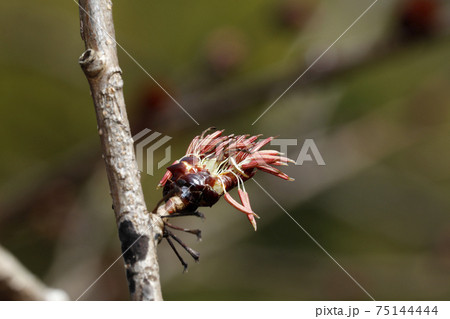 フサザクラの花 75144444