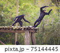 Monkeys Having Fun 75144445